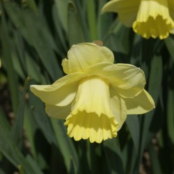 Narcissus 'Lemon Shake'
