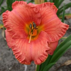 Hemerocallis 'St. Simons...