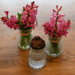 Hyacinthus 'Jan Bos'...