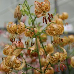 Lilium martagon 'Peppard Gold'