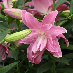 Lilium 'Lotus Joy'