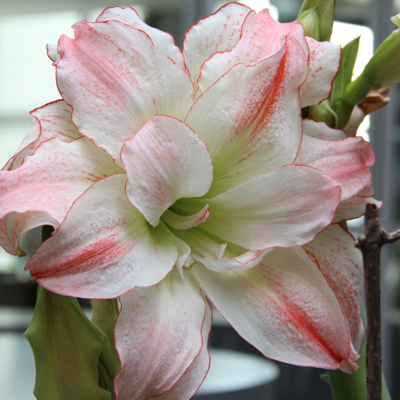 Hippeastrum 'Aphrodite'