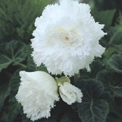 Begonia fimbriata wit