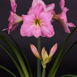 Hippeastrum Sweet Star
