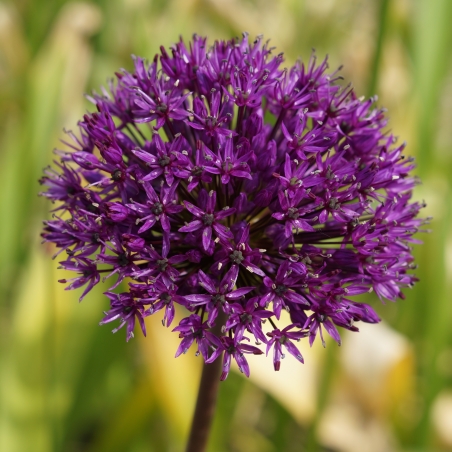 Allium 'Purple Sensation'