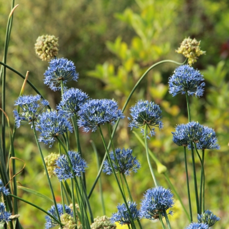 Allium caeruleum