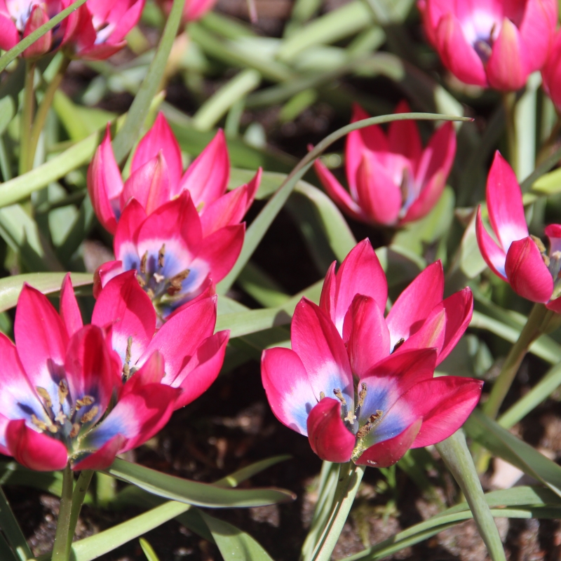 tulipa-little-beauty-6024.jpg
